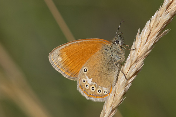 Coenonympha glycerion-1826 - Porta - 28/07/26