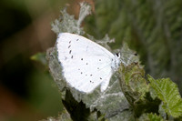 Celastrina argiolus-0694