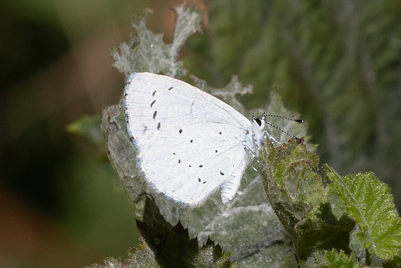 Celastrina argiolus-0694