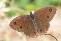 Satyrus ferula-0790 - Llo - 25/04/26