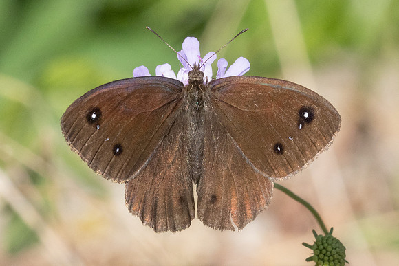 Satyrus ferula-0784 - Llo - 25/04/26
