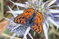 Lycaena alciphron-4383
