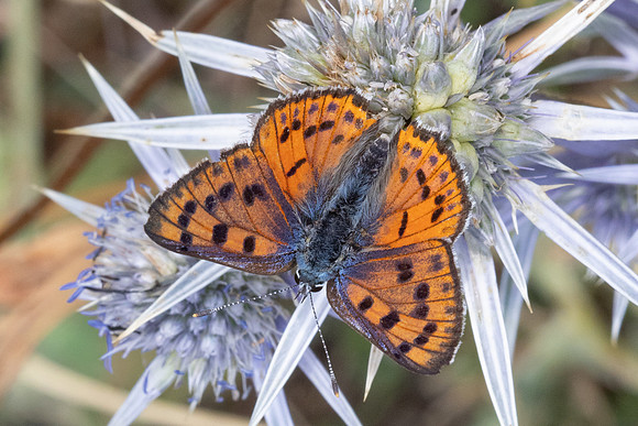 Lycaena alciphron-4383