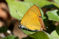 Heliophorus brahma mogoka-0573 - Garden Ang Khang royal - 12/02/26