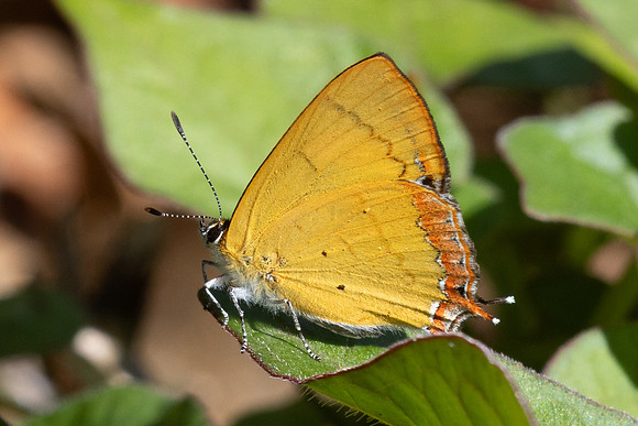 Heliophorus brahma mogoka-0573 - Garden Ang Khang royal - 12/02/26