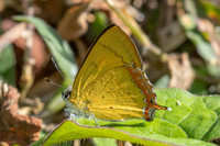 Heliophorus brahma mogoka-0562 - Garden Ang Khang royal - 12/02/26