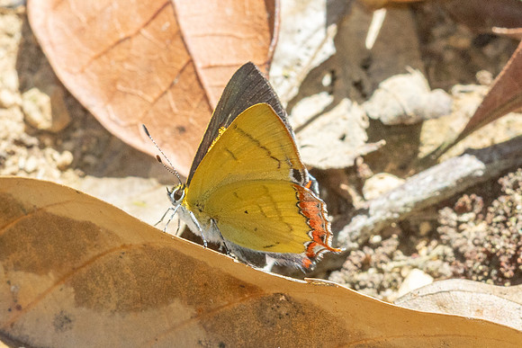 Heliophorus brahma -0702 - Doi Pha Hom Pok - 12/02/26
