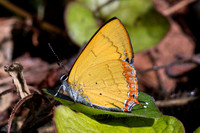 Heliophorus brahma mogoka-0597 - Garden Ang Khang royal - 12/02/26