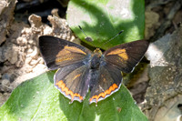 Heliophorus brahma -0717