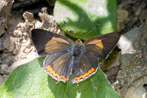 Heliophorus brahma -0717