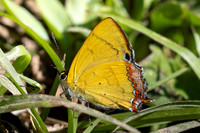 Heliophorus brahma mogoka-0694 - - Garden Ang Khang royal - 12/02/26