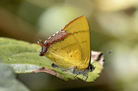 Heliophorus brahma mogoka-0776 - - Garden Ang Khang royal - 12/02/26