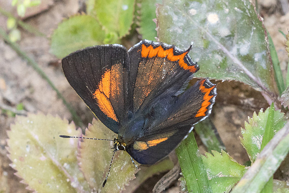 Heliophorus brahma mogoka-0784 - Garden Ang Khang royal