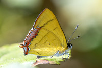 Heliophorus brahma mogoka-0780 - Garden Ang Khang royal - 12/02/26