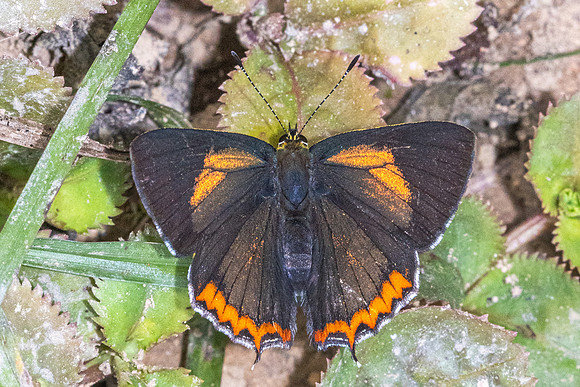 Heliophorus brahma mogoka-0789 - Garden Ang Khang royal - 12/02/26