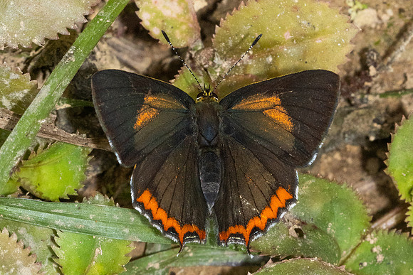 Heliophorus brahma mogoka-0791 - Garden Ang Khang royal - 12/02/26