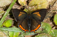 Heliophorus brahma mogoka-0792 - Garden Ang Khang royal