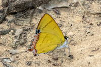 Heliophorus brahma mogoka-0815 - - Garden Ang Khang royal - 12/02/26