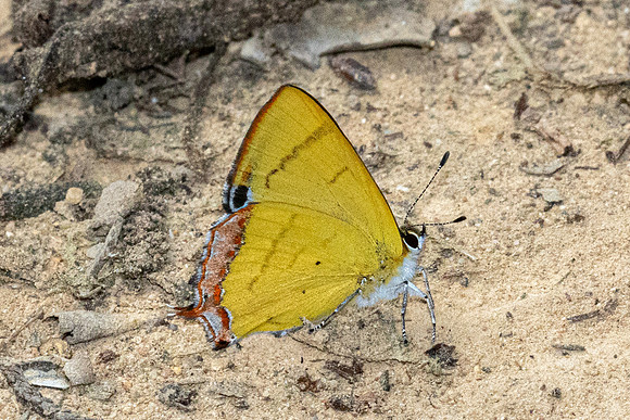Heliophorus brahma mogoka-0815 - - Garden Ang Khang royal - 12/02/26