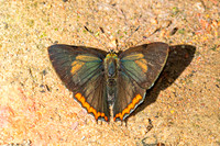Heliophorus brahma mogoka-0835