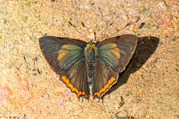 Heliophorus brahma mogoka-0835
