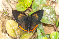 Heliophorus brahma mogoka-0809 - Garden Ang Khang royal