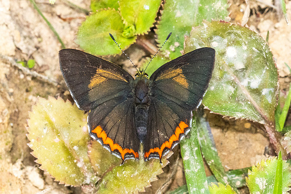 Heliophorus brahma mogoka-0809 - Garden Ang Khang royal