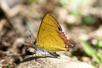 Heliophorus brahma--17