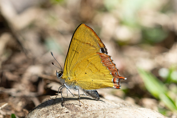 Heliophorus brahma--17
