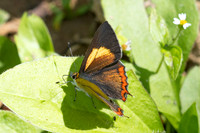 Heliophorus brahma-0836- Garden Ang Khang royal - 12/02/26