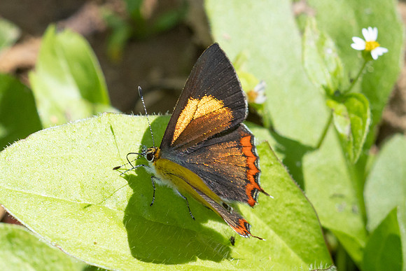 Heliophorus brahma-0836- Garden Ang Khang royal - 12/02/26