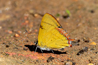 Heliophorus brahma mogoka-0819 - Garden Ang Khang royal - 12/02/26