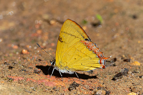 Heliophorus brahma mogoka-0819 - Garden Ang Khang royal - 12/02/26
