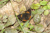 Heliophorus brahma mogoka-0799