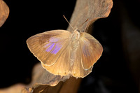 Arhopala atrax--13