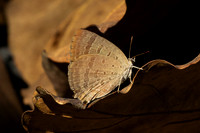 Arhopala atrax - Wat Prachao Ton Luang (route 107 - 738 m) - 10/02/26