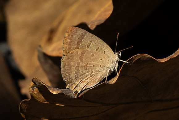 Arhopala atrax - Wat Prachao Ton Luang (route 107 - 738 m) - 10/02/26