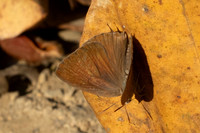 Arhopala atrax--9