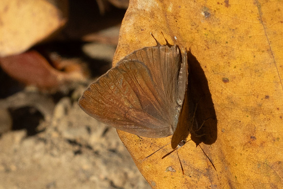 Arhopala atrax--9