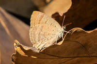 Arhopala atrax--14Wat Prachao Ton Luang (route 107 - 738 m) - 10/02/26