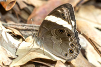 Lethe verma-0475 - Doi Pha Hom Pok - 11/02/26