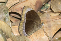 Mycalesis anaxias aemate-31 - - Hian Thai Tham rang border - 11/02/26