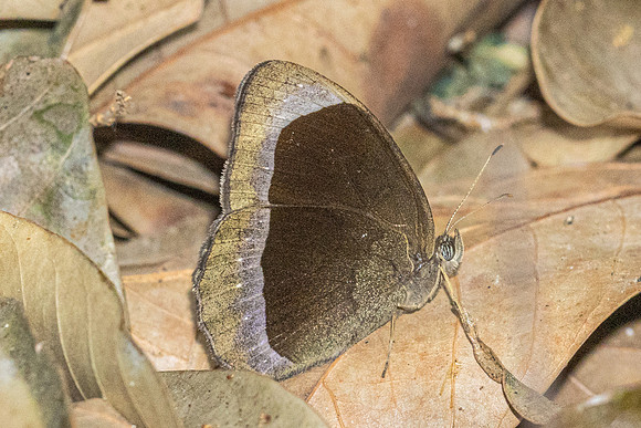 Mycalesis anaxias aemate-31 - - Hian Thai Tham rang border - 11/02/26
