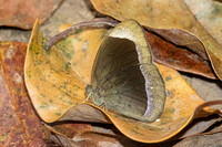 Mycalesis anaxias aemate --26 - Hian Thai Tham rang border - 11/02/26