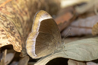 Mycalesis anaxias