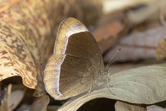 Mycalesis anaxias-0996 - Doi Pha Hom Pok - 13/02/26