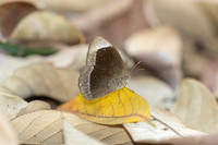 Mycalesis anaxias-1003 - Doi Pha Hom Pok - 13/02/26
