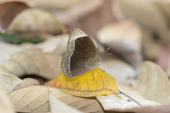 Mycalesis anaxias-1003 - Doi Pha Hom Pok - 13/02/26