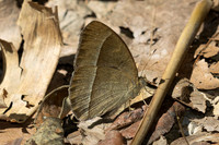Mycalesis francisca-0656- Hian Thai Tham rang border - 11/02/26