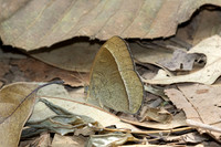 Mycalesis francisca-0460- Hian Thai Tham rang border - 11/02/26